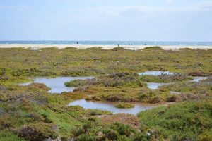 Saladar de Jandia, Fuerteventura feiert den Tag der Feuchtgebiete