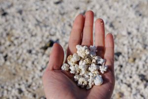 Popcorn-Korallen
