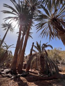 Reinigung und Pflege der Palmenhaine von Pájara
