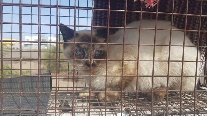 360 Grad Katzenschutz auf Fuerteventura - EL CAPITÁN animal project e.V.