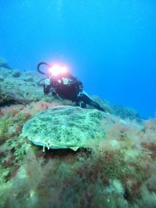 Fuertebuceo 