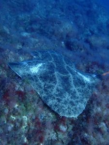 Fuertebuceo 
