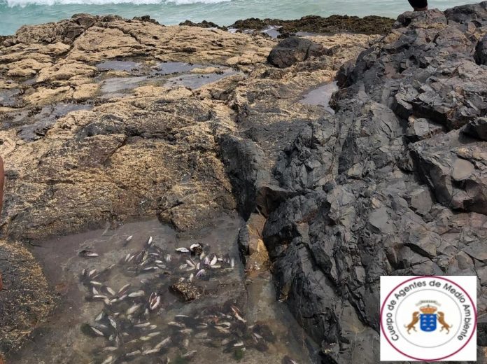Umweltschützer fangen Wilderer in Roque del Moro ab