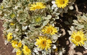 Schutz der autochthonen Flora am Pico de la Zarza