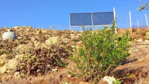 Schutz der autochthonen Flora am Pico de la Zarza