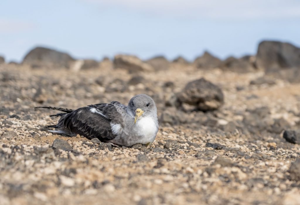 Fuerteventura rettet 170 Sturmtaucher