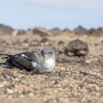 fuerteventura-rettet-170-sturmtaucher
