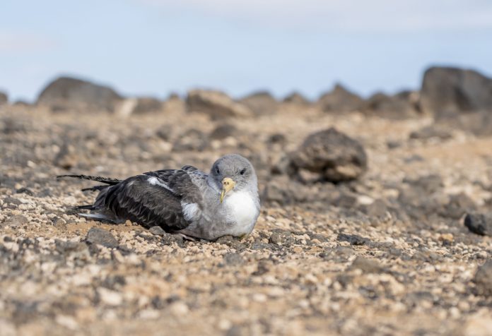 Fuerteventura rettet 170 Sturmtaucher