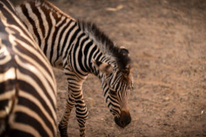 Zebra-Nachwuchs im Oasis Wildlife Fuerteventura