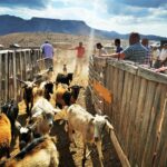 Encuentro-de-ganaderos-del-Mancomun