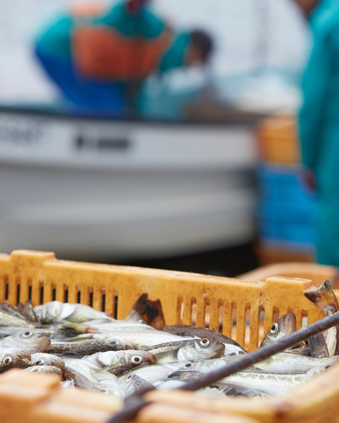 Fischerei Fuerteventura