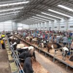 Fuerteventura: Anmeldung für FEAGA 2026 eröffnet