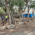 Zonas_verdes_Costa_Calma_2