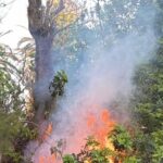 Actos_vandalicos_Pajara_1-1