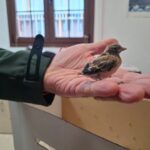 Semana Santa auf Fuerteventura: Natur respektvoll erleben