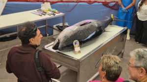 Feria de Bonito Morro Jable begeistert Besucher