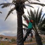 Das Ayuntamiento von Pájara startet Palmenpflege