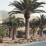 El_Ayuntamiento_de_Pajara_actua_en_el_saneamiento_de_136_palmeras_en_Pajara_y_Toto-3