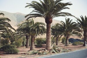 Das Ayuntamiento von Pájara startet Palmenpflege