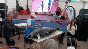 Feria de Bonito Morro Jable begeistert Besucher