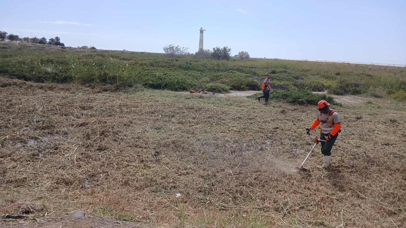 Innovative Techniken zur Pflanzenkontrolle
