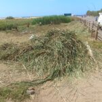 Fuerteventura bekämpft invasive Pflanzen im Saladar de Jandía