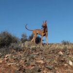 Eröffnung der Jagdhund-Trainingsgelände auf Fuerteventura ab 17. Mai 2026