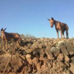Neue Jagdzeiten 2026 auf Fuerteventura festgelegt