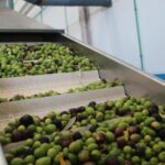 Ölmühle Fuerteventura öffnet zur Olivenernte 2026