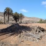 Palmac-Projekt stärkt Palmenbestände auf Fuerteventura