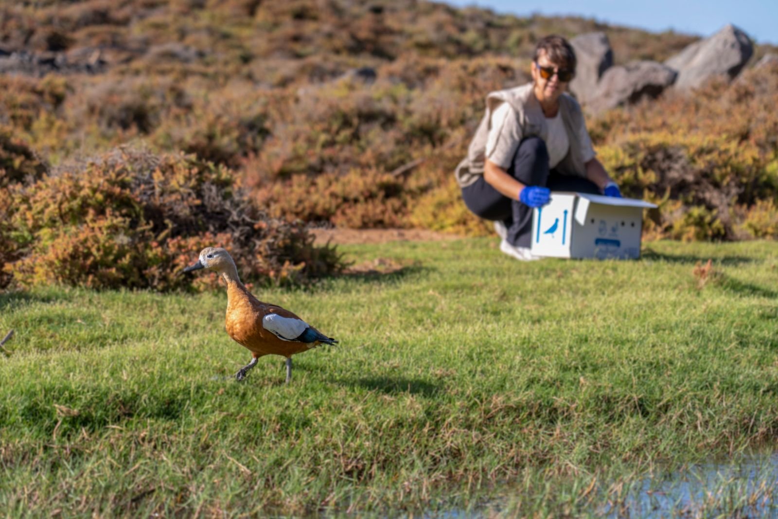 Herausforderungen der Wildtierrehabilitation