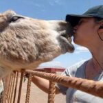Freiwilligenprogramm auf Fuerteventura: Tiere betreuen und kostenlos wohnen