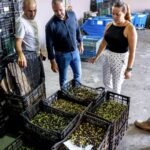 Erfolgreiche Olivenölproduktion auf Fuerteventura 2026 abgeschlossen