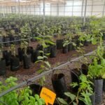 Fuerteventura startet neue Obstbaumkampagne