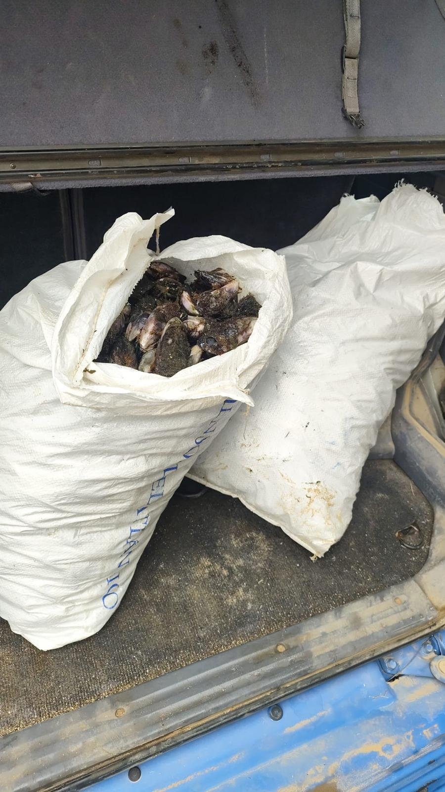 Illegales Sammeln von Miesmuscheln in Costa Calma aufgedeckt